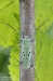 kozlíček jilmový (Brouci), Saperda punctata (Linnaeus, 1767), Cerambycidae, Saperdini (Coleoptera)